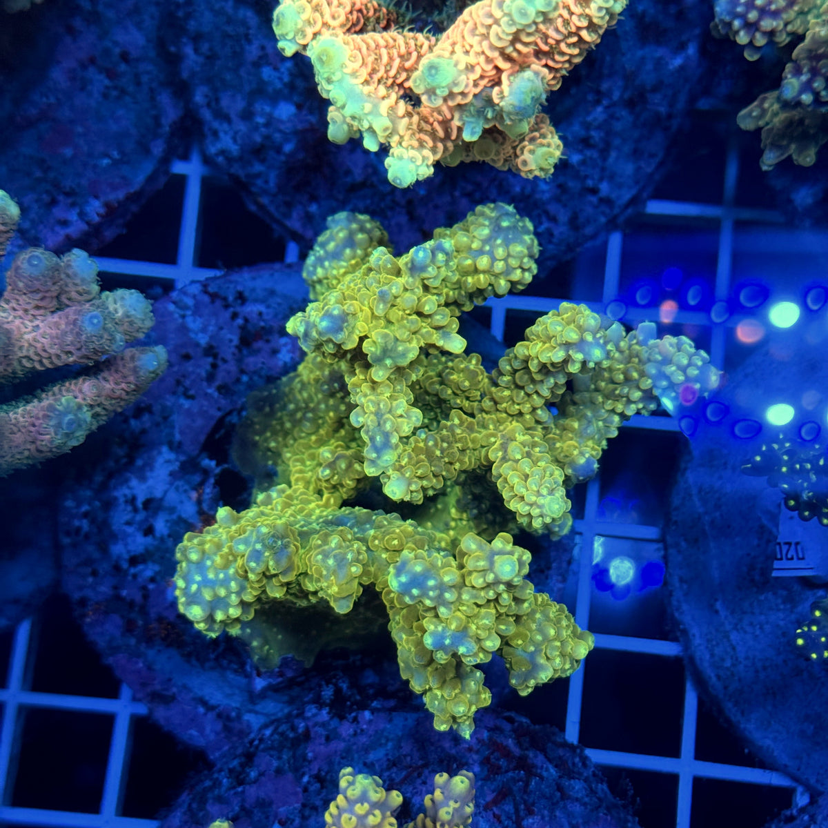 Acro Colony T3F11