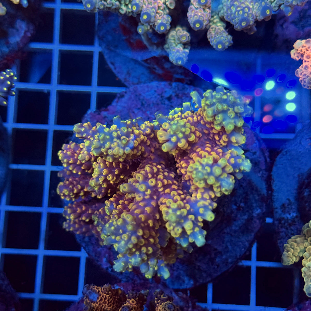 Acro Colony T3F13