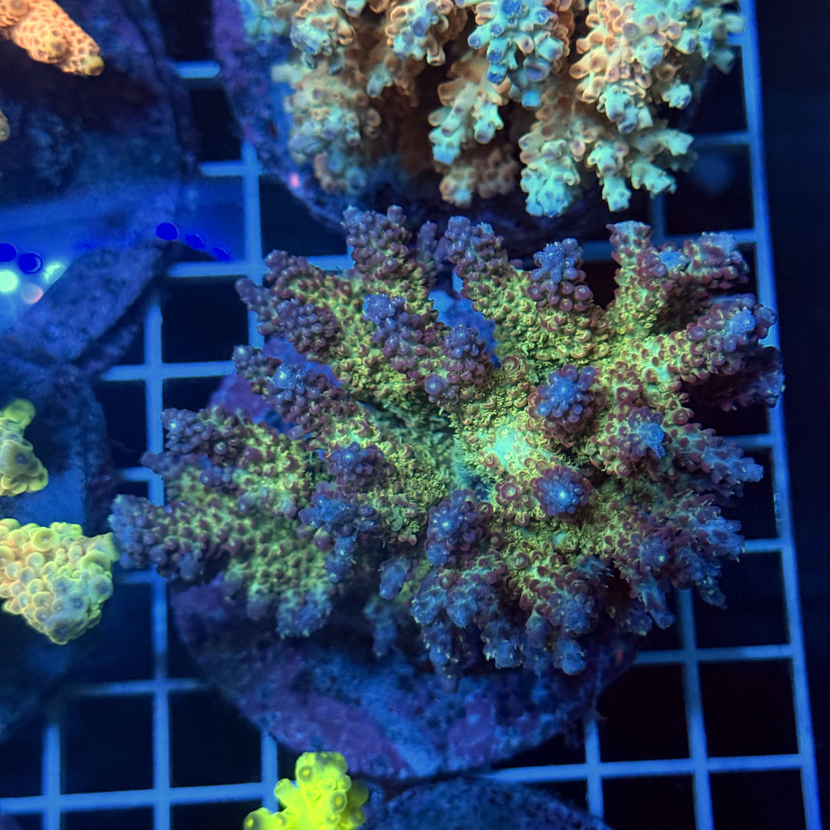 Acro Colony T3F15