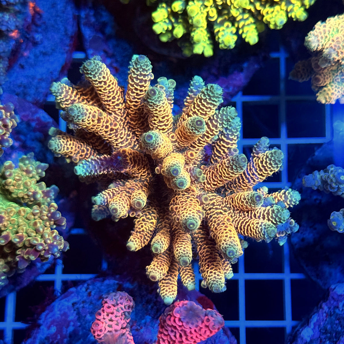 Acro Colony T3F2