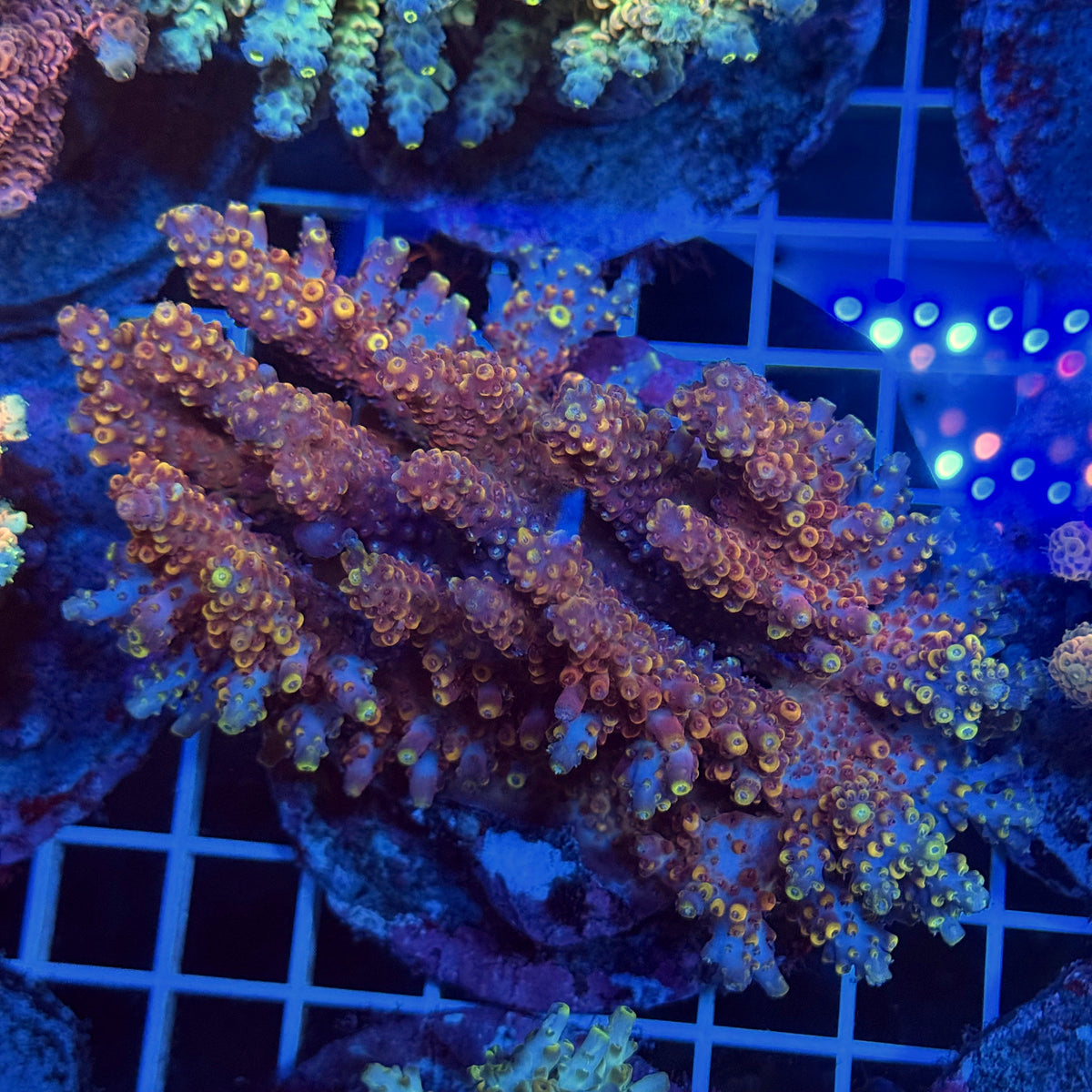 Acro Colony T3F5