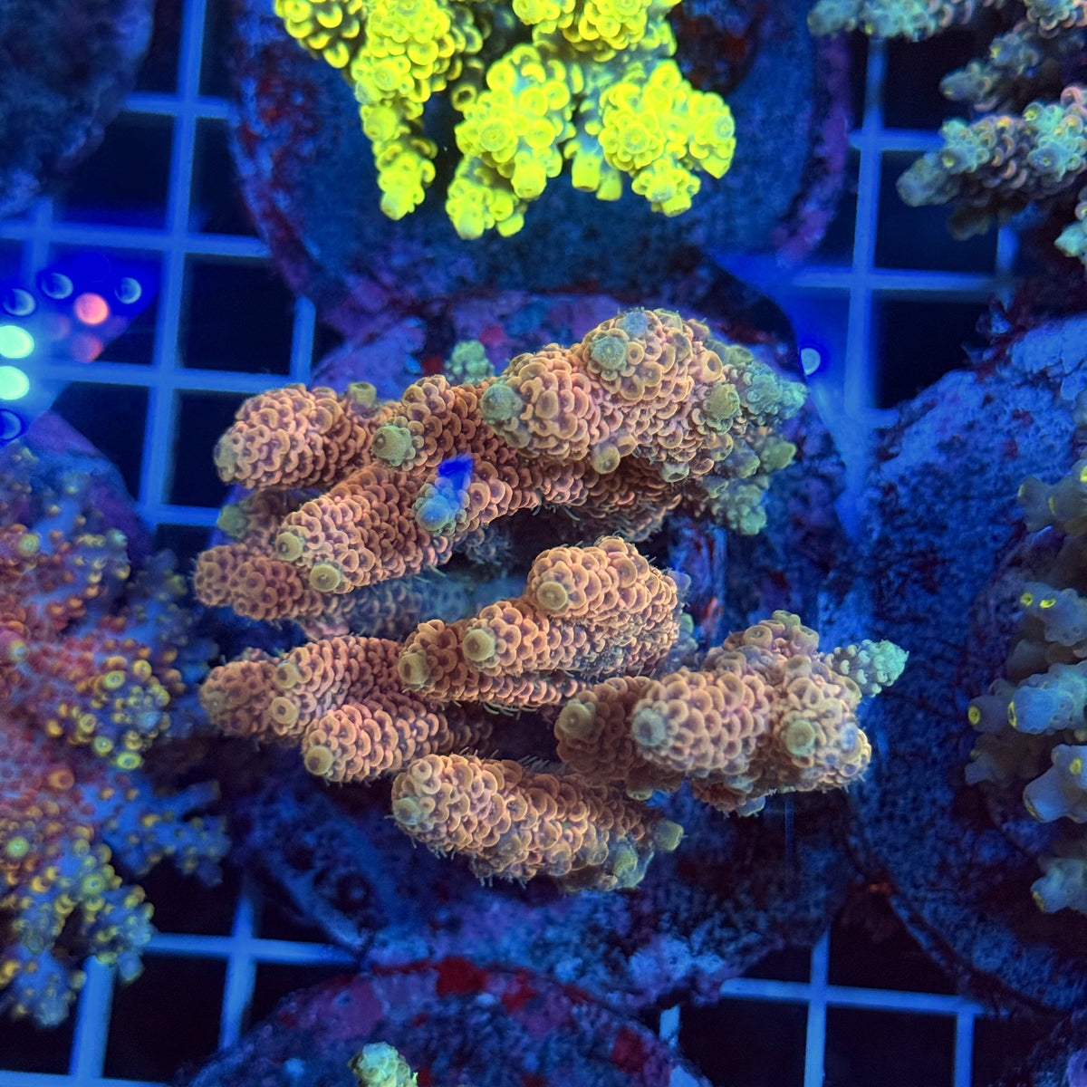 Acro Colony T3F6