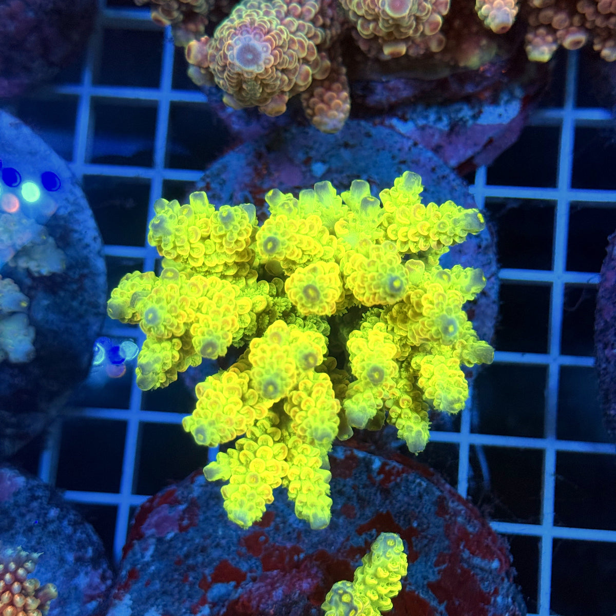 Acro Colony T3F8