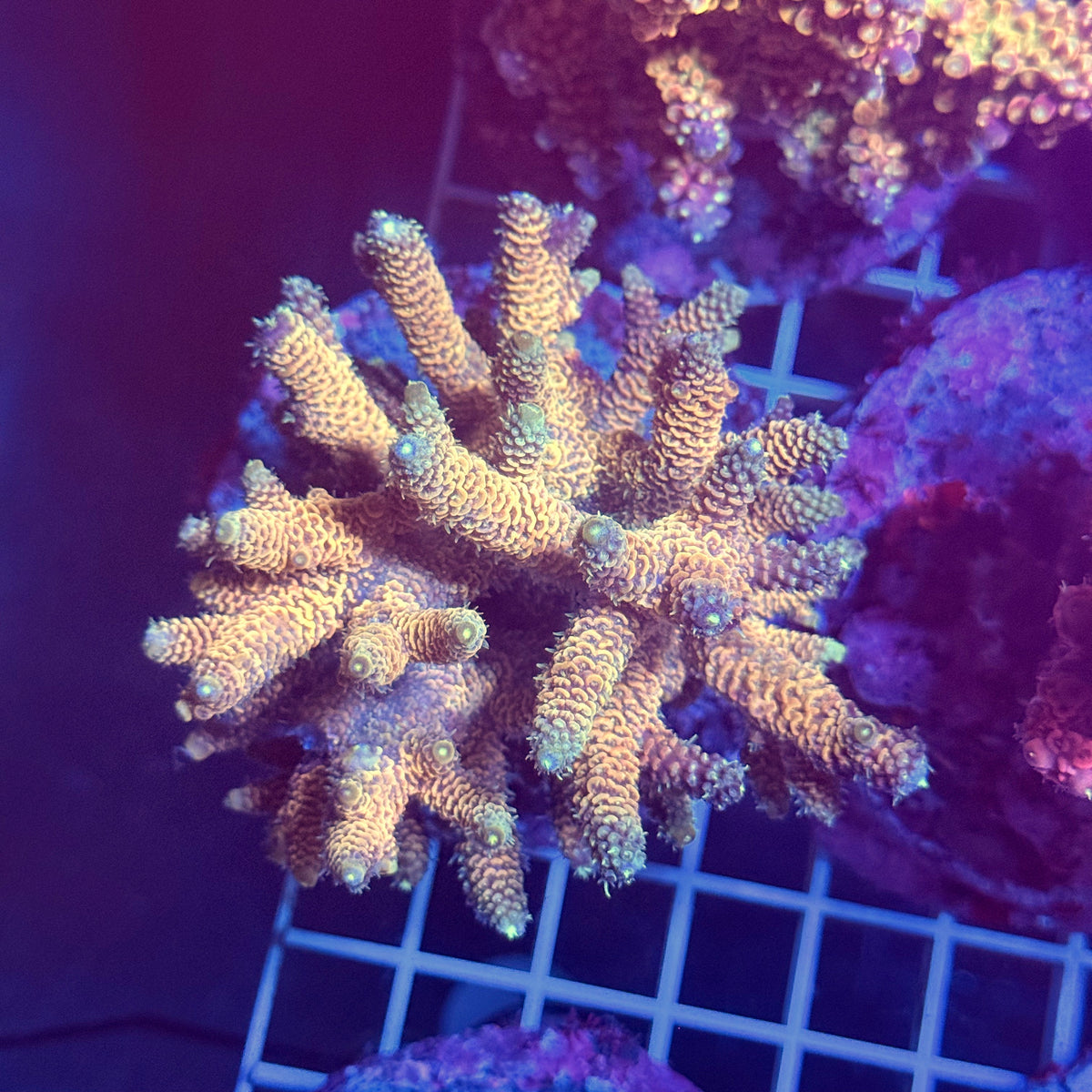 Acro Colony T3G1