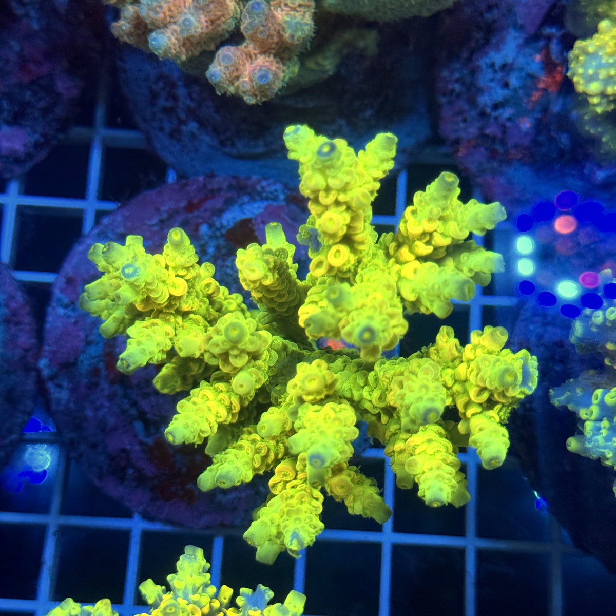 Acro Colony T3G10