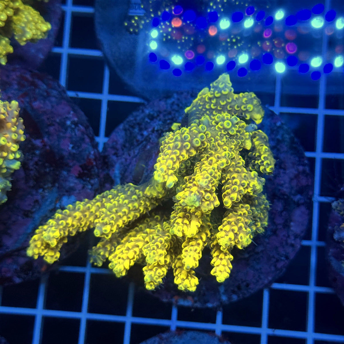 Acro Colony T3G12