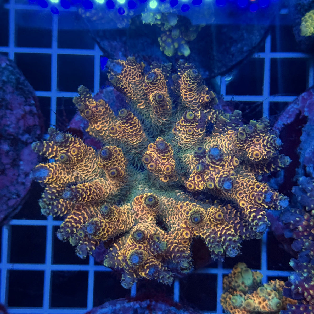 Acro Colony T3G13