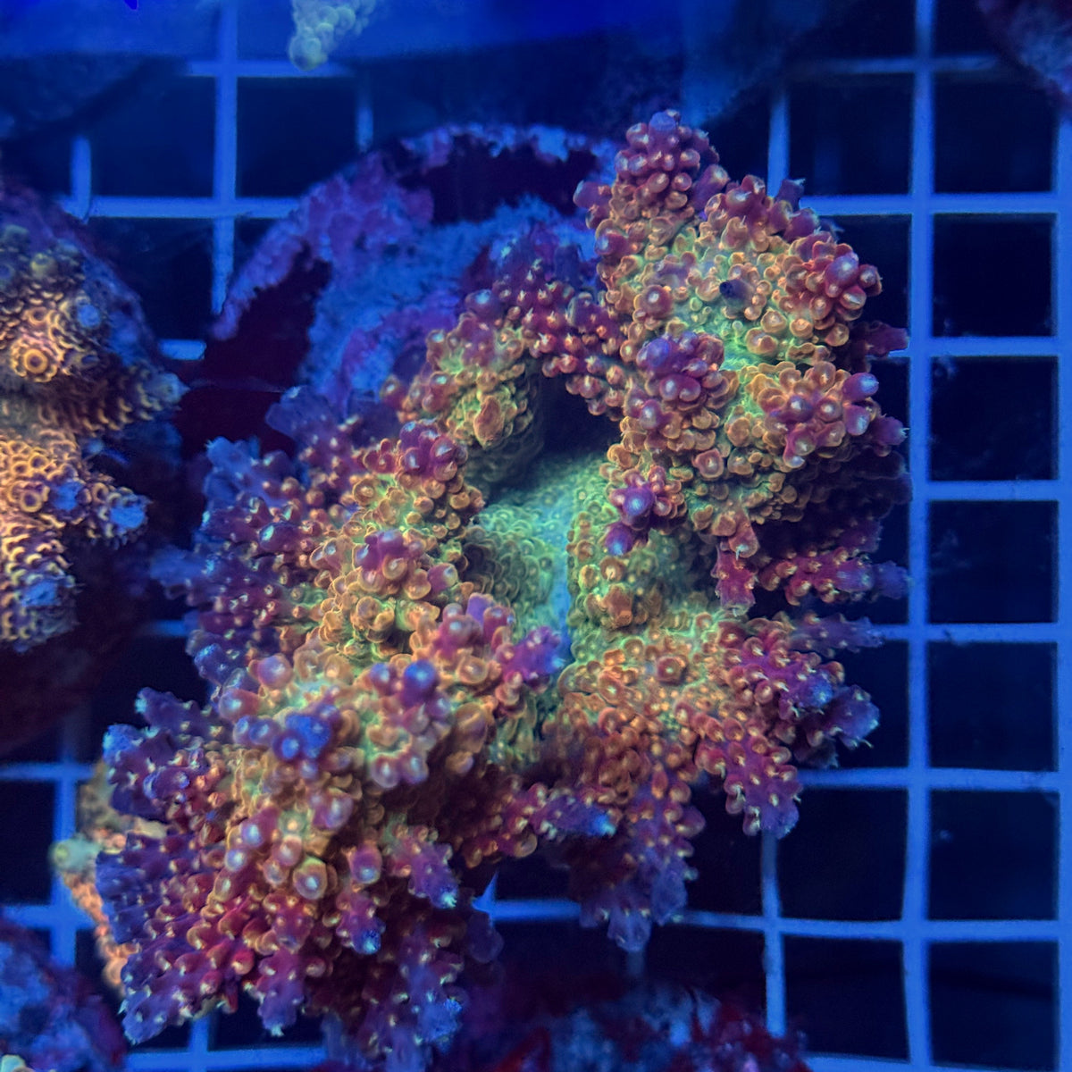 Acro Colony T3G14