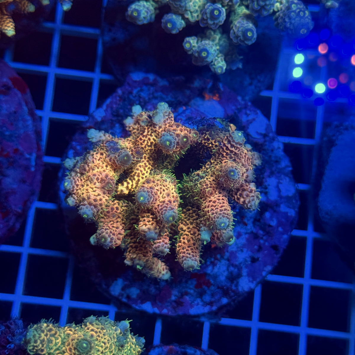 Acro Colony T3G3