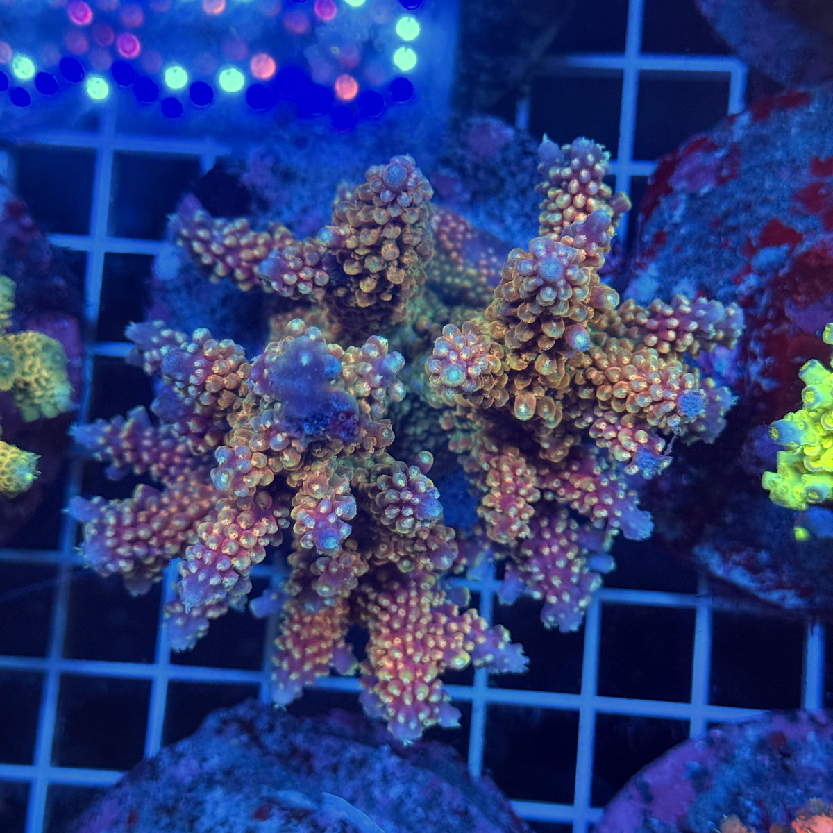 Acro Colony T3G7