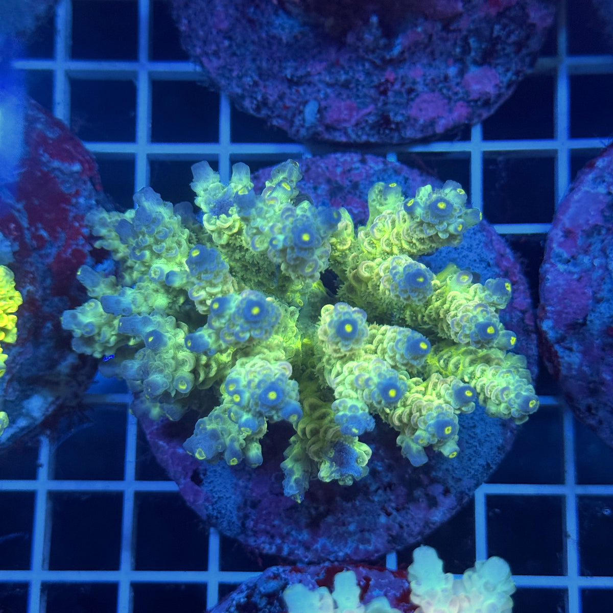 Acro Colony T3G9