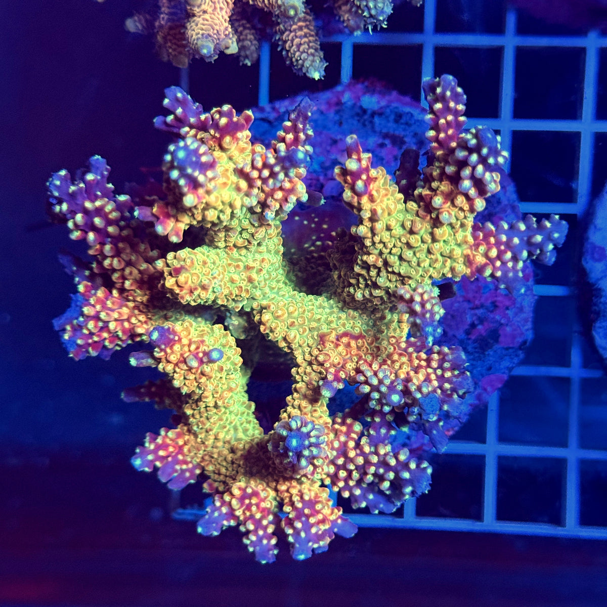 Acro Colony T3H1