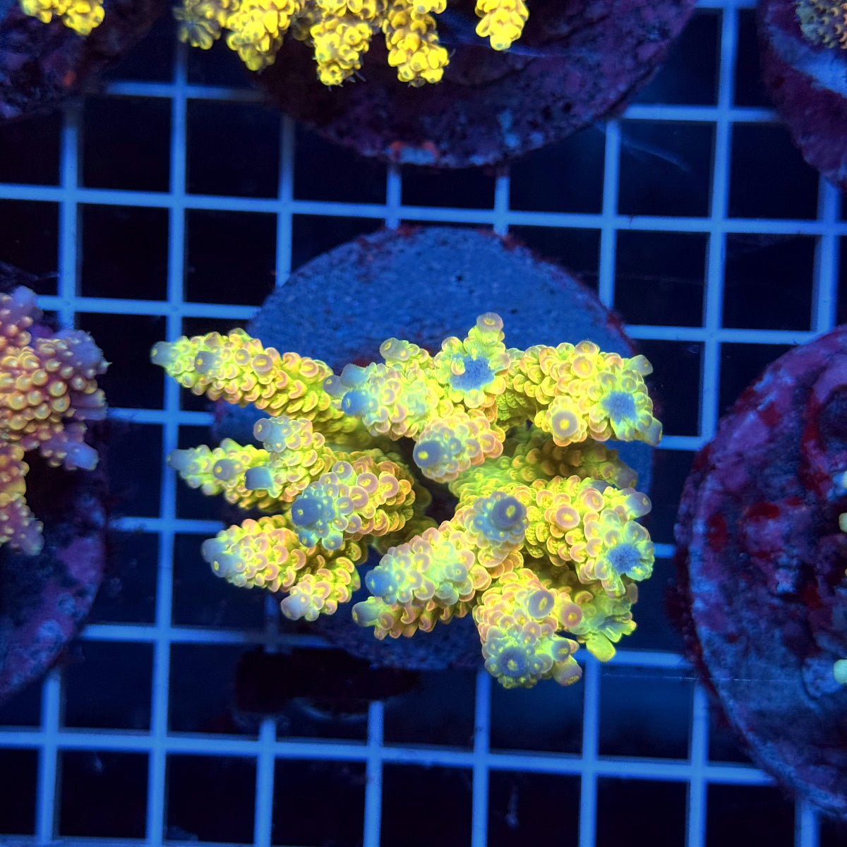 Acro Colony T3H12