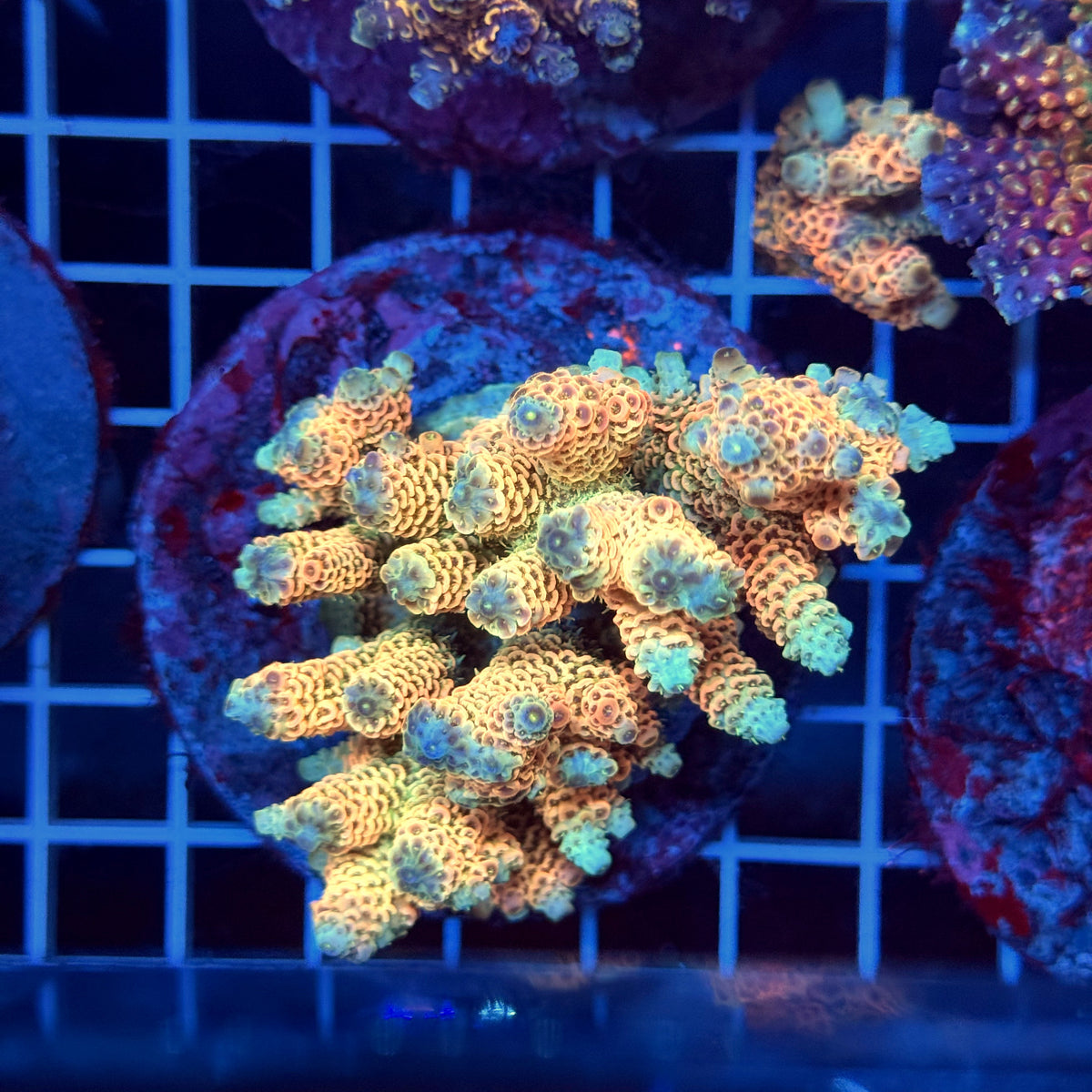 Acro Colony T3H13