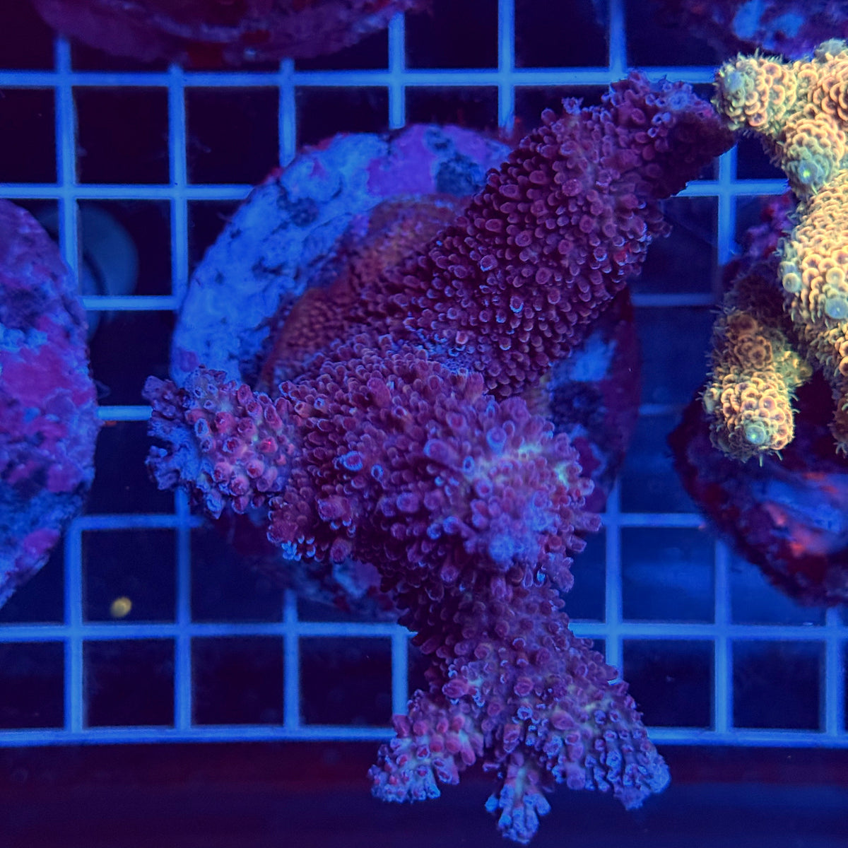 Acro Colony T3H2