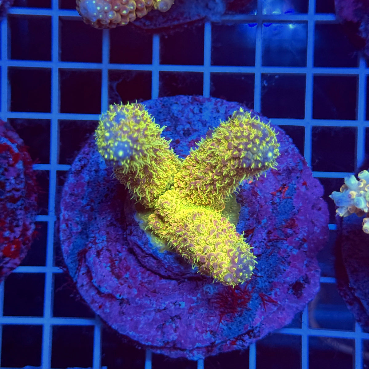 Acro Colony T3H4
