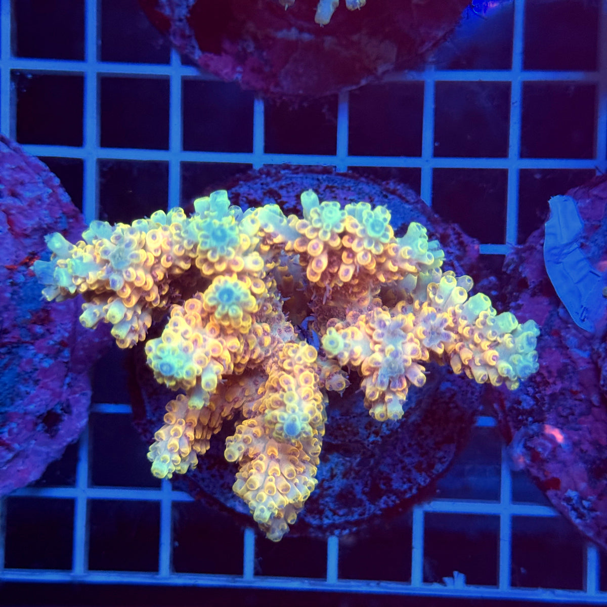 Acro Colony T3H5