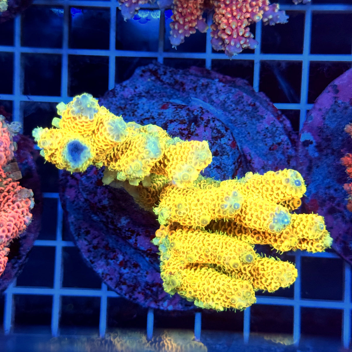 Acro Colony T3H7