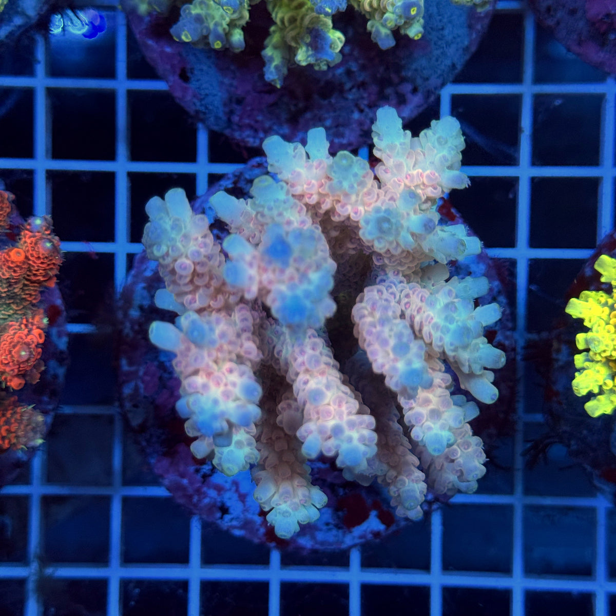 Acro Colony T3H9