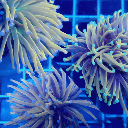 Torch Starter Pack (Over $400 Value)