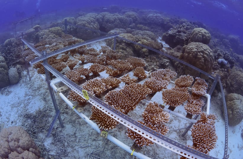 Cultivating Resilience - Breeding Heat-Tolerant Corals