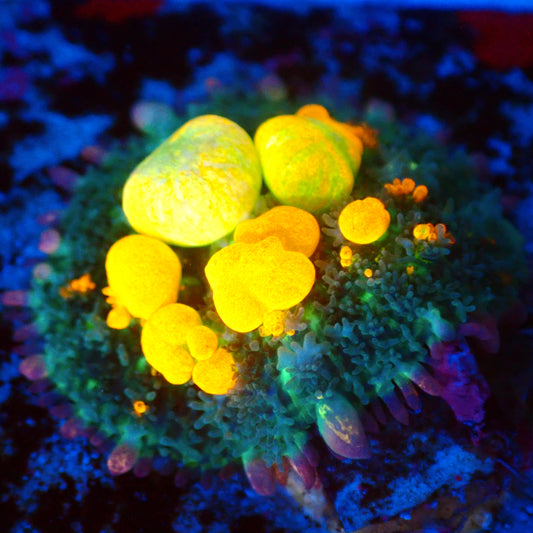 (WYSIWYG) OG Bounce Mushroom