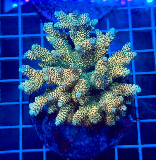 (WYSIWYG) Acropora Colony T1E6