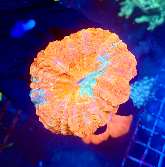 (WYSIWYG) Rainbow Acanthophyllia C1