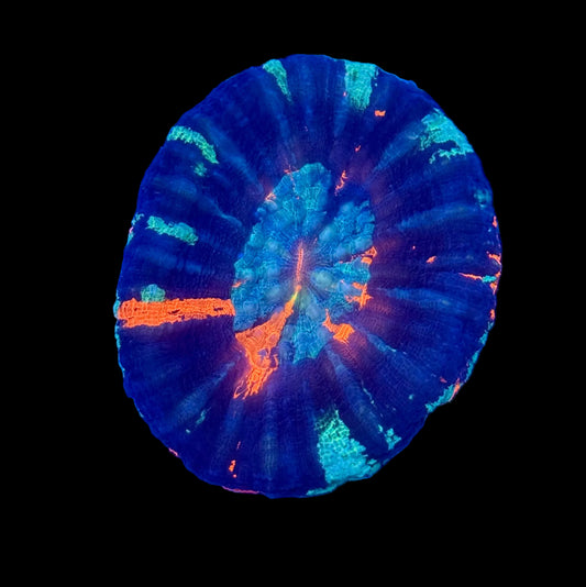 (WYSIWYG) Ultra Warpaint Scolymia B2