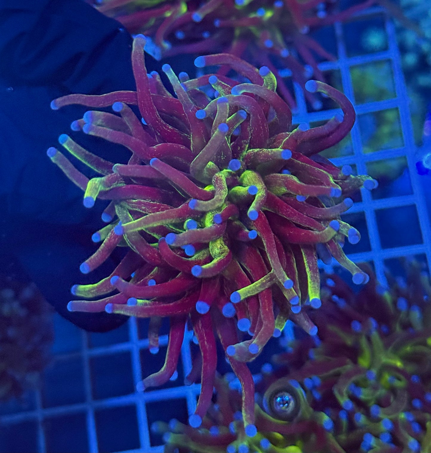 (WYSIWYG) Glitter Torch B2 (XL)