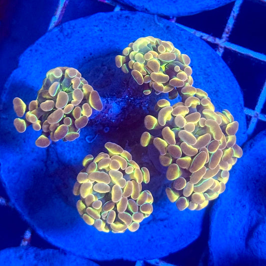 (WYSIWYG) Hologram Branch Hammer Colony A5