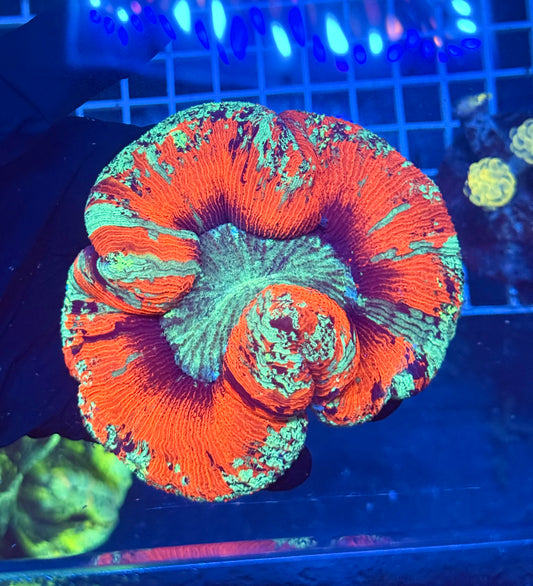 (WYSIWYG) Fire/Ice Trachy A2