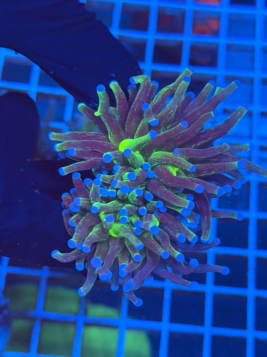 (WYSIWYG) Grafted Glitter Torch E1 (Splitting)