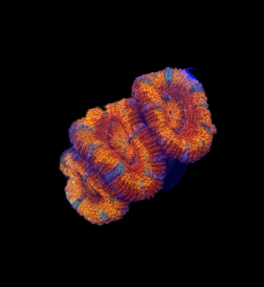 (WYSIWYG) Ultra Rainbow Acan