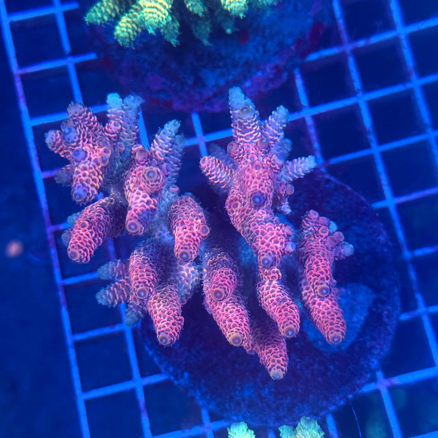 (WYSIWYG) Acropora Colony T3I1