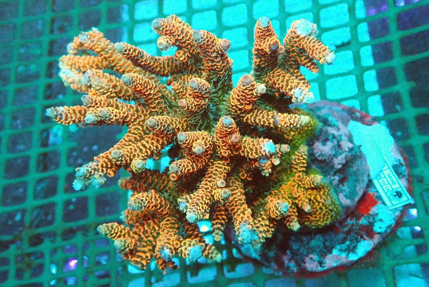 10 (WYSIWYG) Acropora