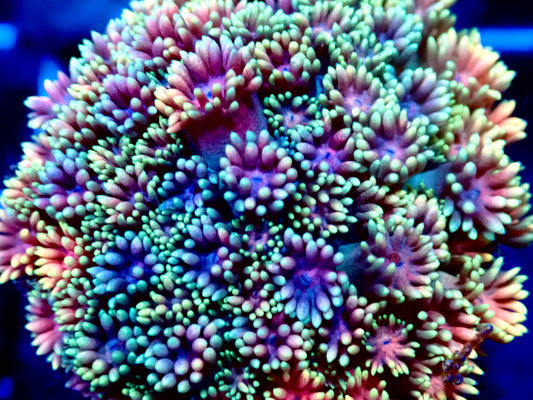 Ultra Rainbow Goni 0.75”-1" Frag A4