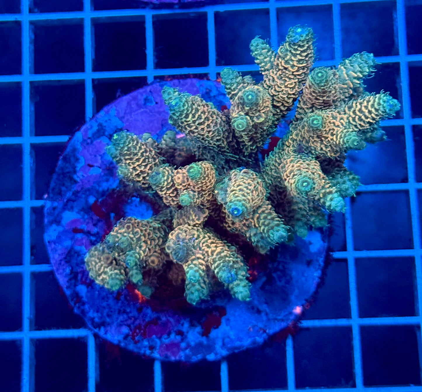 (WYSIWYG) Acropora Colony T1E5