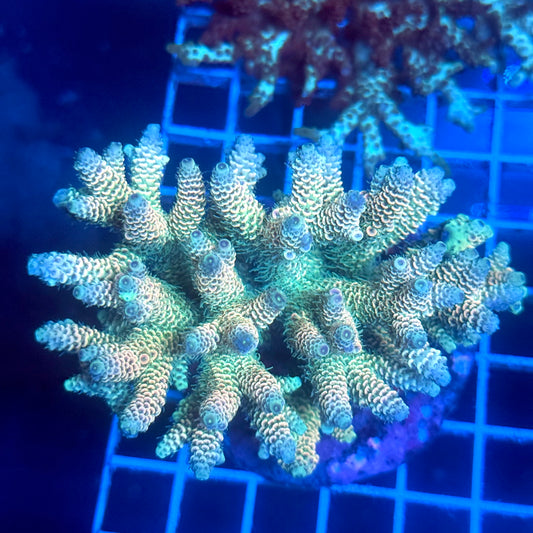 (WYSIWYG) Acropora Colony B1
