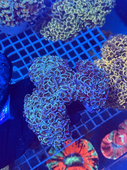 (WYSIWYG) Giant Blue Wall Hammer