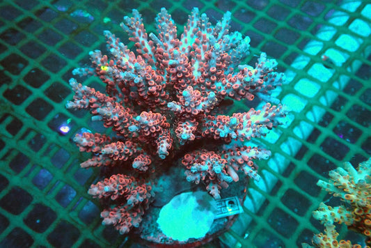 13 (WYSIWYG) Acropora