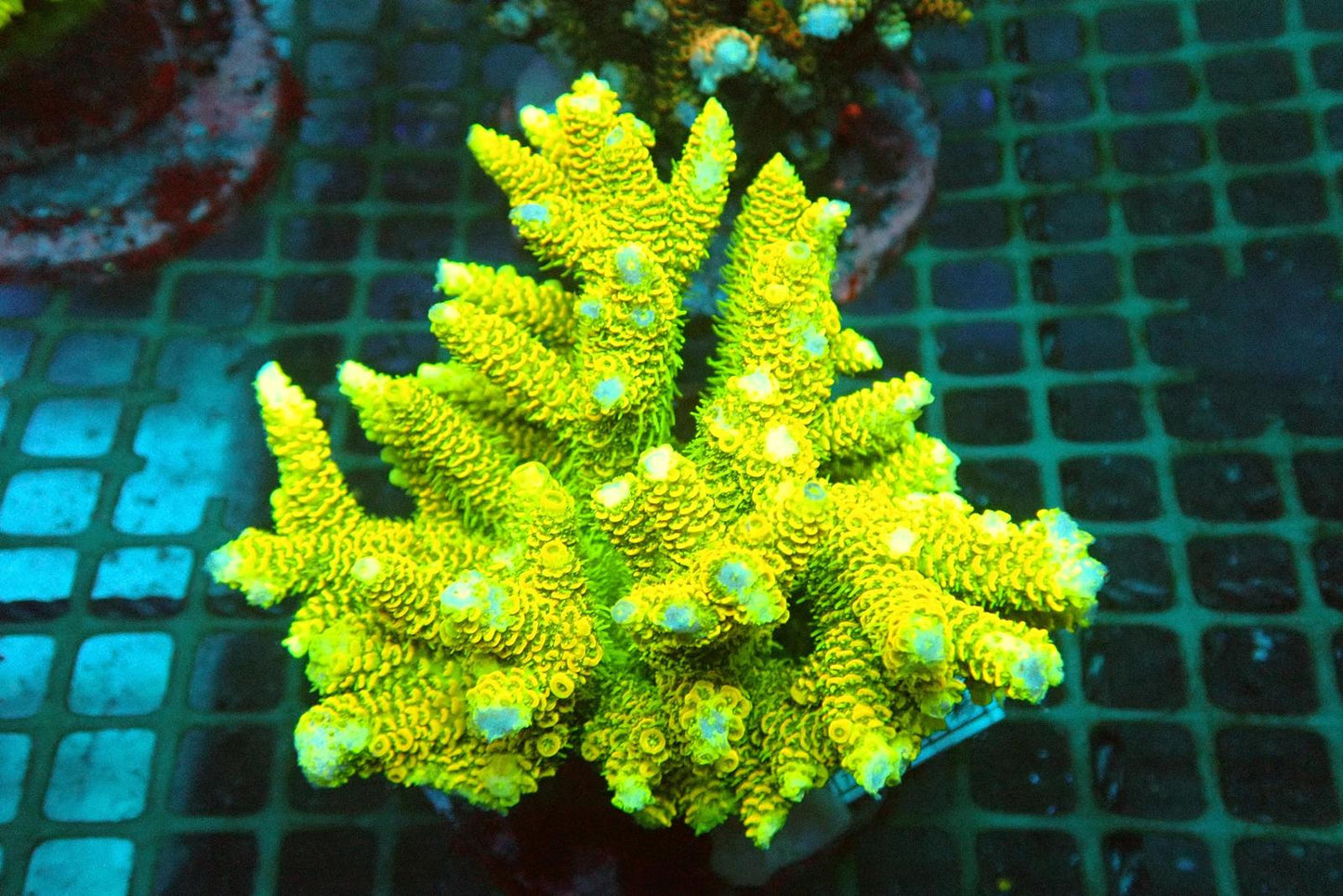 14 (WYSIWYG) Acropora