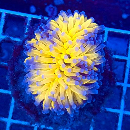 (WYSIWYG) OG Tiger-Type Torch