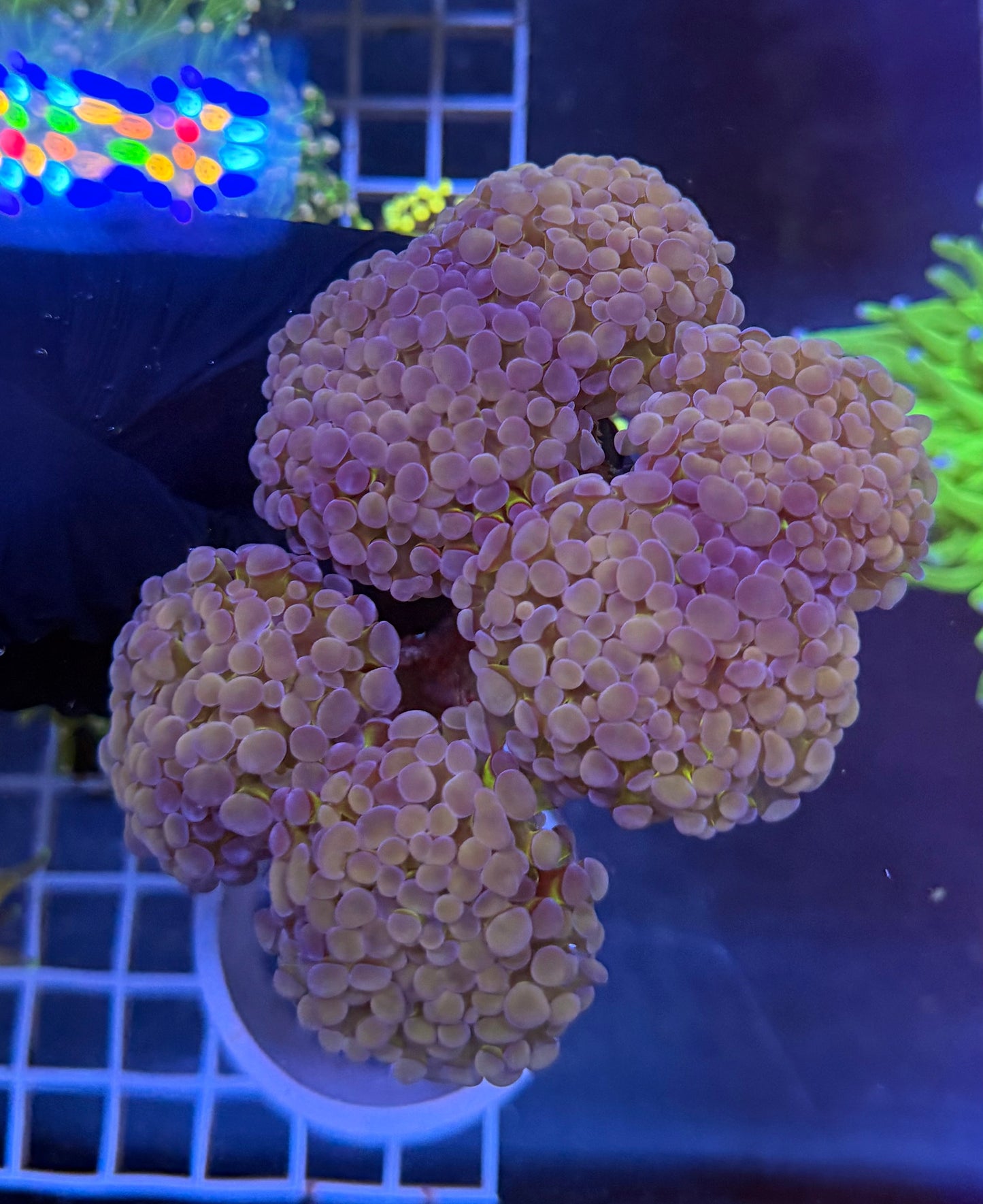 (WYSIWYG) Gold/Purple Branching Hammer Colony