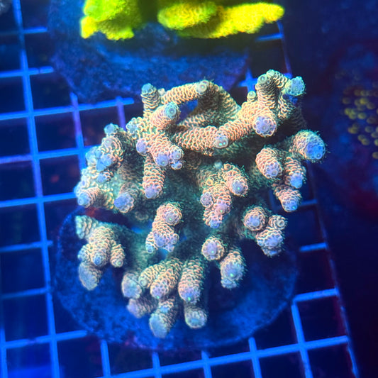 (WYSIWYG) Acropora Colony T3I6
