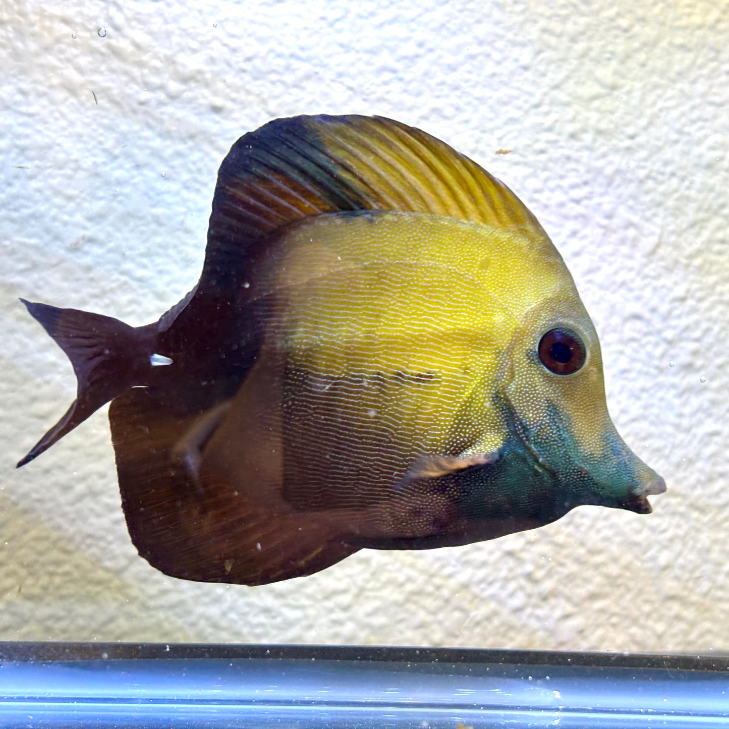 (WYSIWYG) Blueface Koi Tang A