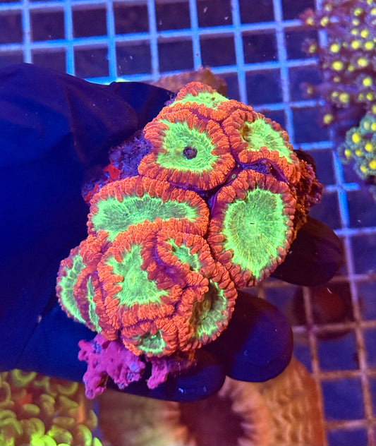 (WYSIWYG) Red Green Blasto Colony