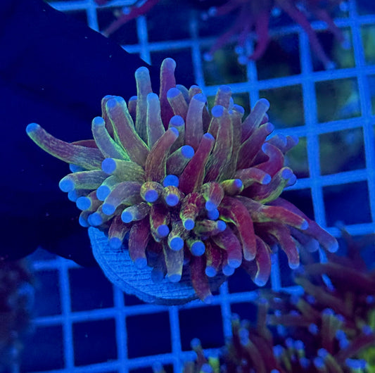 (WYSIWYG) Glitter Torch C1