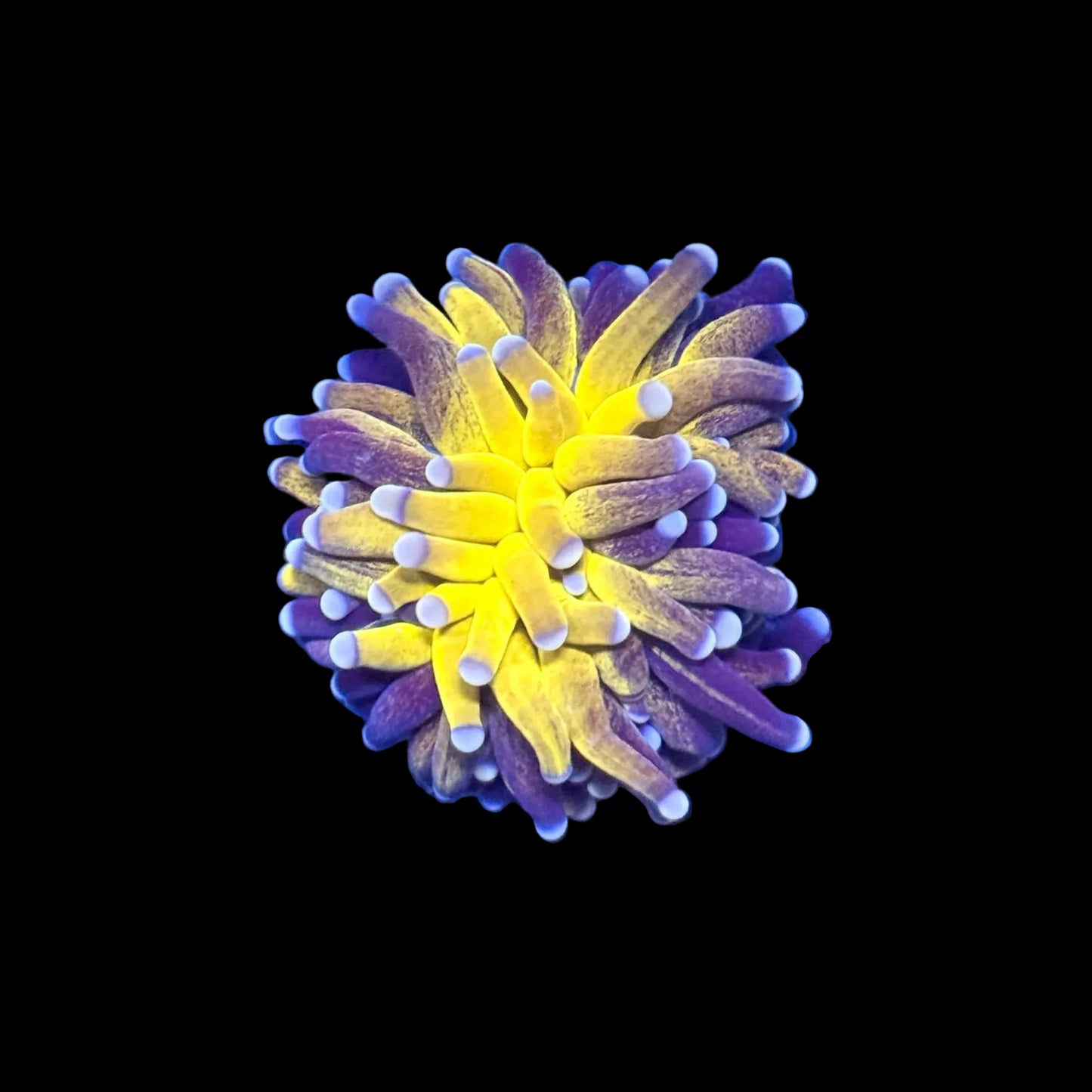 (WYSIWYG) OG Tiger-Type Torch