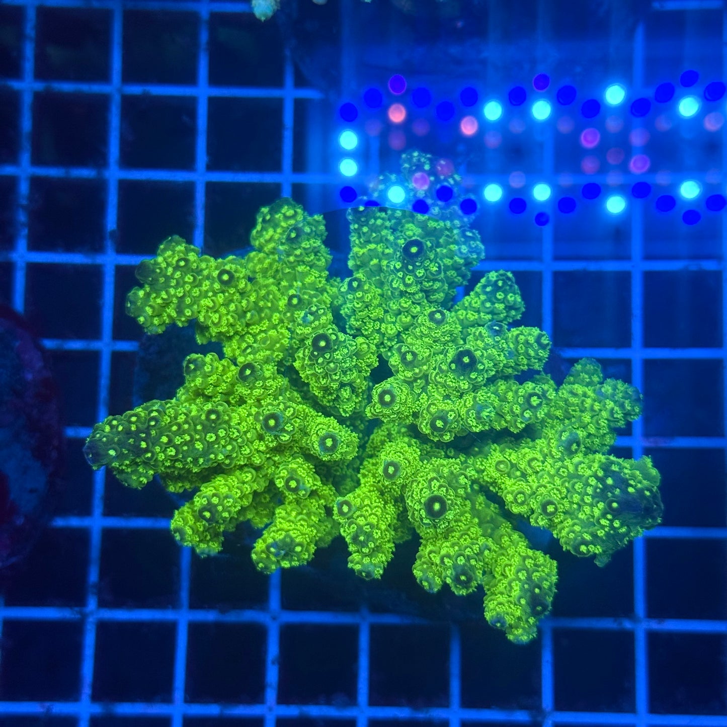 (WYSIWYG) Acropora Colony T3K3